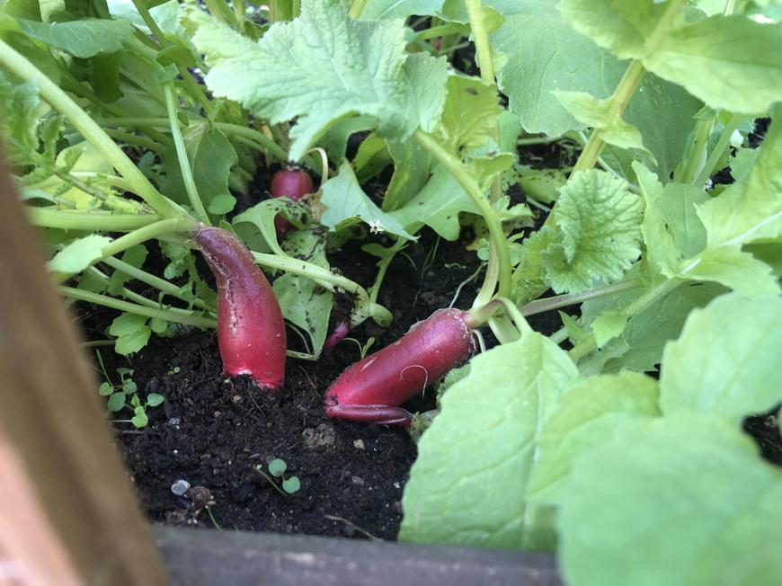 Radishes
